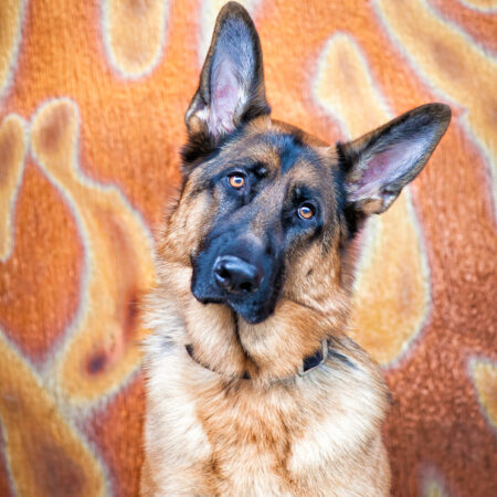 Majestic German Shepherd Printed Artwork