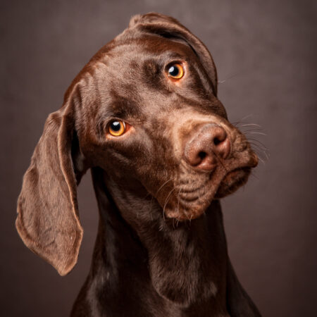Elegant German Shorthaired Pointer Art Print
