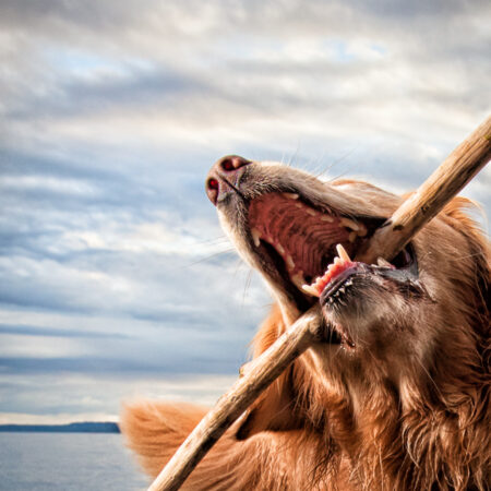 Golden Retriever with a Stick at the Beach Art Print