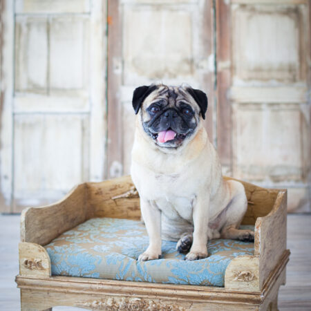 Charming Pug Art Print