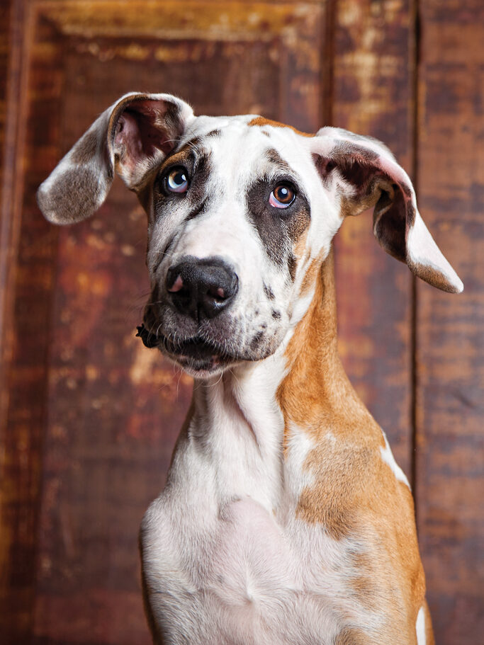 Great Dane with a rustic door background